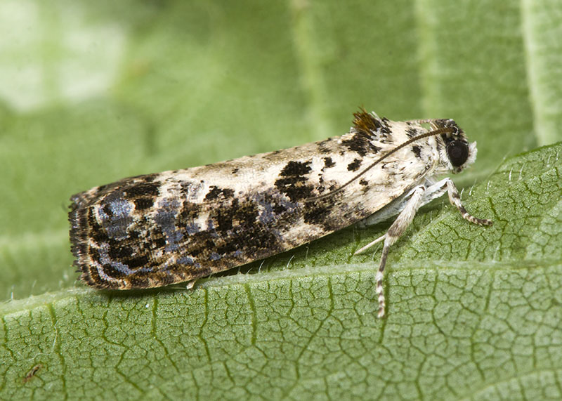 Tortricidae: Hedya salicella